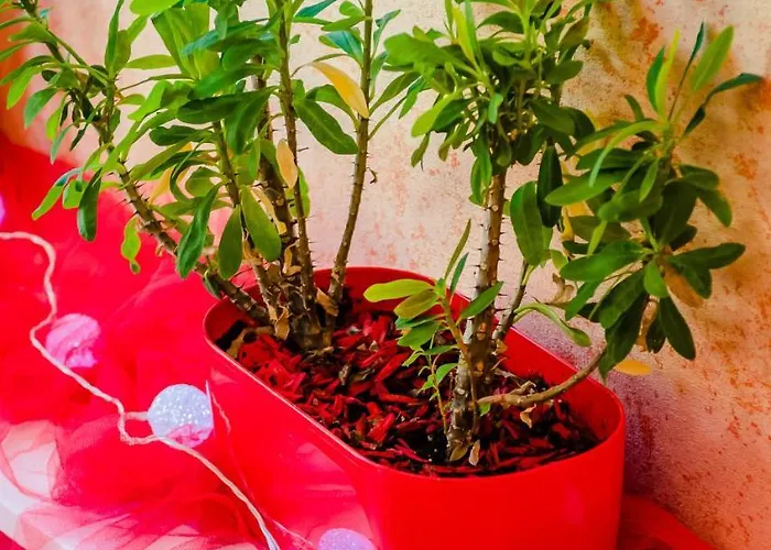 Le Commerce 2* Dompaire